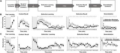 Individual Differences in Conditioned Fear and Extinction in Female Rats